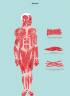 Дрювер, Дрювер: Анатомия. Интерактивный атлас с клапанами и резными иллюстрациями