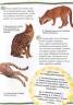 Стив Паркер: Кошки и котята. 100 фактов
