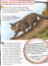 Стив Паркер: Кошки и котята. 100 фактов