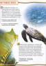Камилла де ла Бедуайер: Подводный мир. 100 фактов