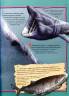  Сміт Паркер: 100 фактів про акул