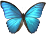 Стефан Каста: Моя книга бабочек