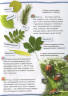 Растения. 100 фактов