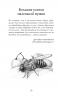 Кувыкина О.: Письма насекомых