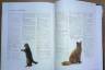 Кошки. Полная иллюстрированная энциклопедия