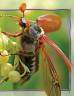 Стів Паркер: 100 фактів про комах та інших безхребетних
