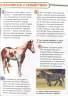 Стив Паркер: Лошади и пони. 100 фактов