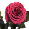 Букет из 5 долгосвежих роз FLORICH РОЗОВЫЙ КОРАЛЛ