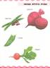 Людмила Доманская: Мир природы. Овощи, фрукты, ягоды, цветы, деревья 