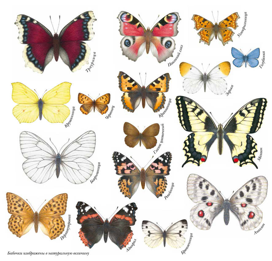 Название рисунков бабочки. Разные бабочки. Разнообразие бабочек. Бабочки картинки. Расцветки бабочек.