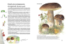 Стефан Каста: Софи в мире грибов