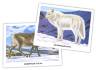 Обучающие карточки. Животные Арктики и Антарктики
