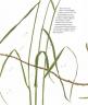 Стефан Каста: Книга злаков и трав