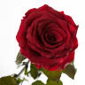 Долгосвежая роза FLORICH БАГРОВЫЙ ГРАНАТ