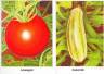 Обучающие карточки. Овощи и фрукты