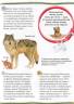 Собаки и щенки. 100 фактов