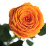 Долгосвежая роза FLORICH ОРАНЖЕВЫЙ ЦИТРИН