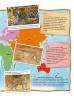  Каміла де ла Бедуаєр: 100 фактів про великих котів