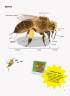  Жак Гішар, Кароль Ксенар: Усе про бджіл... і не тільки