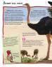  Джинні Джонсон: 100 фактів про птахів